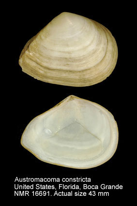 Austromacoma constricta.jpg - Austromacoma constricta(Bruguière,1792)
